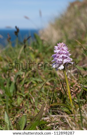 Heath Spotted Orchid or Moorland Spotted Orchid (Dactylorhiza maculata) at Runde Island (Norway)