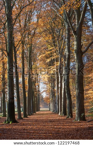 Lane with beech trees at Groeneveld Estate in autumn (Baarn, the Netherlands). Look also for the winter, spring and summer version of this location. Files: 122197462, 138936659 and 157894688
