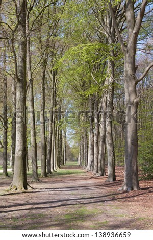 Lane with beech trees at Groeneveld Estate in springtime (Baarn, the Netherlands). Look also for the fall, winter and summer version of this location. Files: 122197468, 122197462 and 157894688