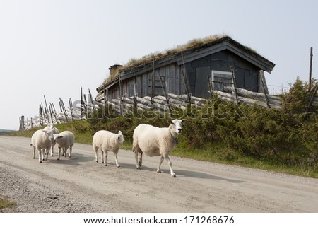 Sheep on the Peer Gynt Road (Oppland, Norway)