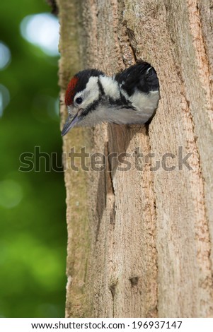 Young Great Spotted Woodpecker looks out of the nest cavity (Baarn, the Netherlands)