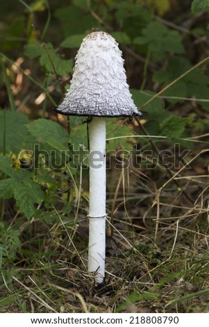 Lawyer\'s wig (Coprinus comatus) - the Netherlands