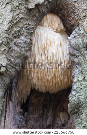Rare Lion\'s Mane Mushroom (Hericium erinaceus) - Spanderswoud, Hilversum, the Netherlands