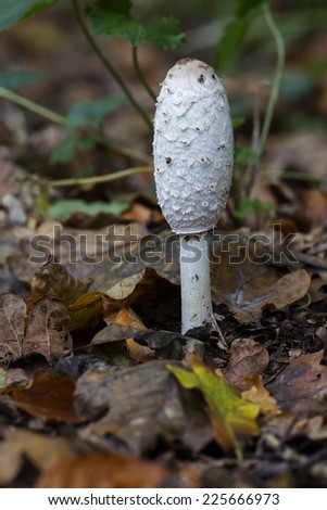 Lawyer\'s wig (Coprinus comatus) - the Netherlands