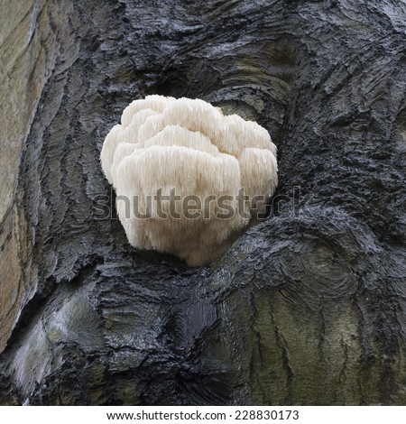 Rare Lion\'s Mane Mushroom (Hericium erinaceus) - Baarn, the Netherlands