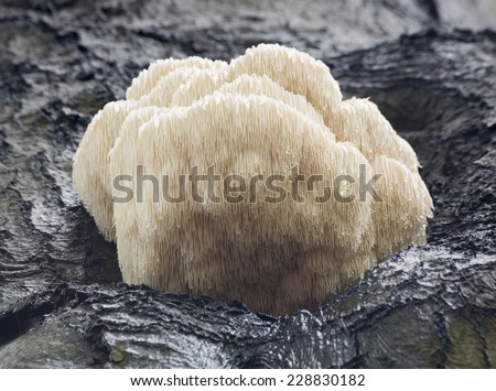 Rare Lion\'s Mane Mushroom (Hericium erinaceus) - Baarn, the Netherlands