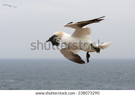 Flying Northern gannet (Morus bassanus) at Helgoland Island (Germany)