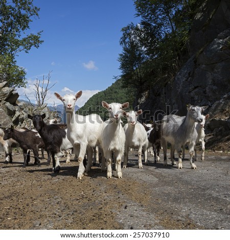 Goats on the Akrafjordvegen road (Kyrping, Hordaland, Norway). The old road.