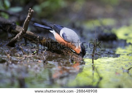 Male Common Bullfinch drinking water in the forest at a waterhole (Baarn, the Netherlands)