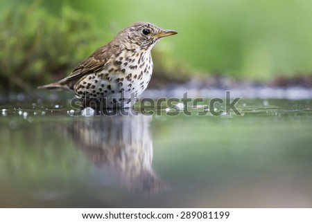 Song Thrush (Turdus philomelos) in a waterhole in the forest (the Netherlands)