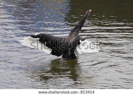 Black Swan Wings. stock photo : Black swan with