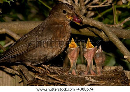 blackbirds nest