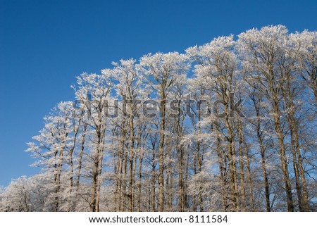 Treetops with white frost