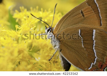 Brown Hairstreak Butterfly