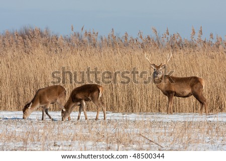 Deer (Oostvaardersplassen, the Netherlands)