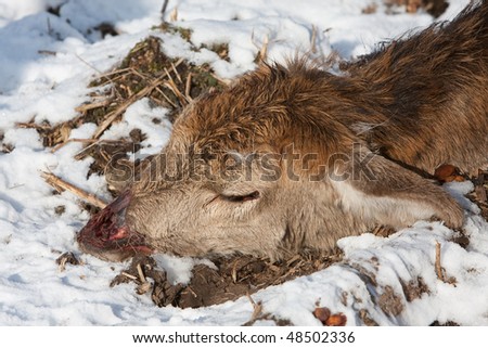 Corpse of a female deer (Oostvaardersplassen, the Netherlands)