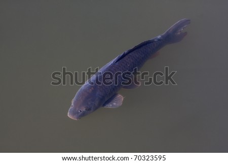 Common carp (Cyprinus carpio)