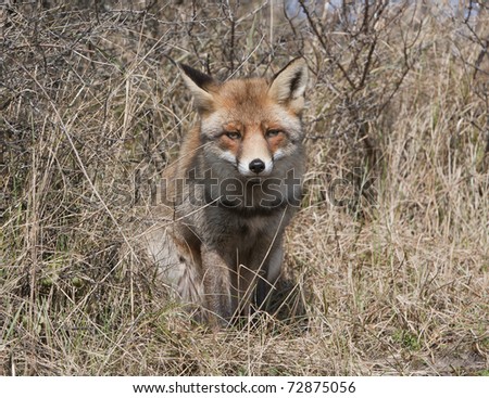 Red Fox (Amsterdamse Waterleidingduinen, the Netherlands)