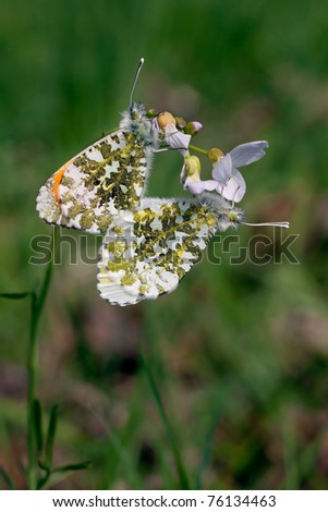 Mating of Orange Tip butterflies (Anthocharis cardamines) - Soest, the Netherlands