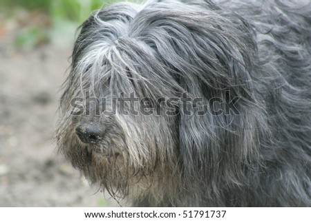 portrait of grey polish lowland sheepdog with dirty mouth