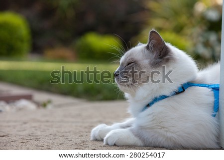 Kitten on harness, sleeping on concrete patio