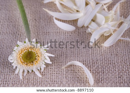 White daisy with petals pulled off for portrayal of  \