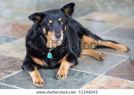 Alert and attentive dog, lying on tile floor.