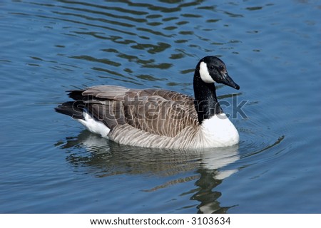 Canada Goose Pushes Slowly Forward