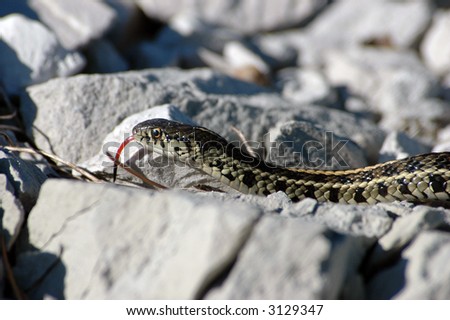 Snake with Red and Black Tongue