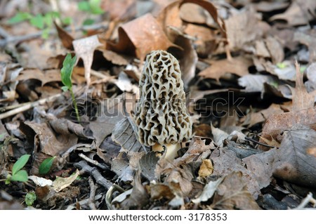 Morel Mushroom Pops Up from the Forest Leaves
