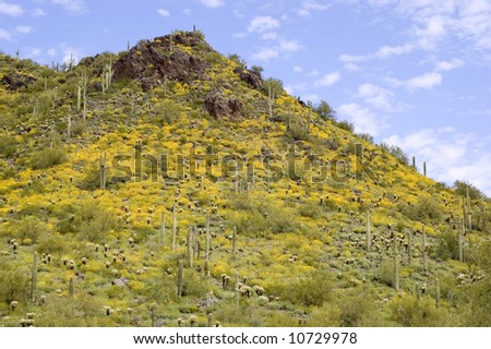 Sonoran Desert Landscape of Yellow Poppy Flowers on Rugged Hillside