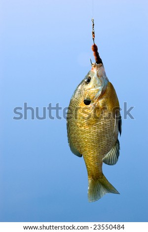 Bluegill Sunfish Caught with Worm while Fishing