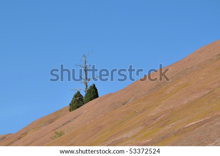Lonely Trees on Rocky Slope of Red Rocks Park