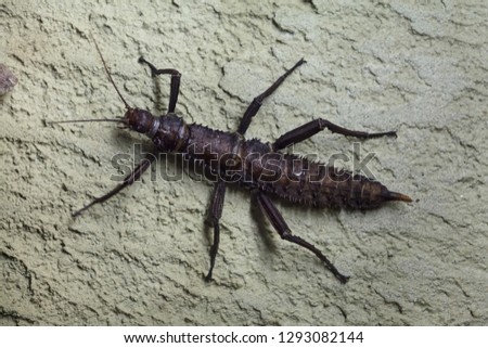 Thorny devil stick insect (Eurycantha calcarata), also known as the giant spiny stick insect.