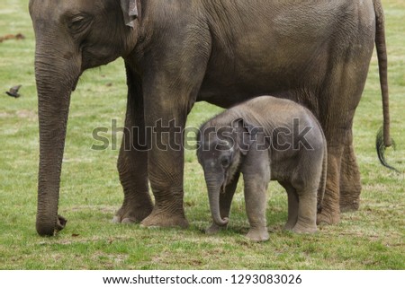 One-month-old Indian elephant (Elephas maximus indicus) with his mother.