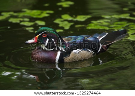 Carolina duck (Aix sponsa), also known as the North American wood duck.