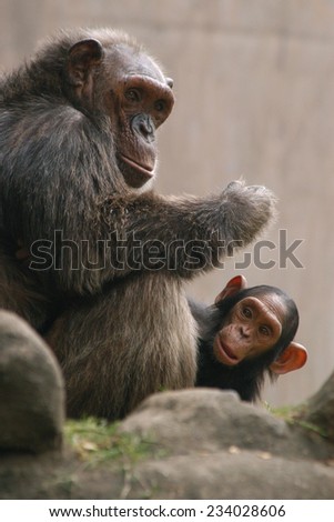 Chimpanzee (Pan troglodytes) with a baby.
