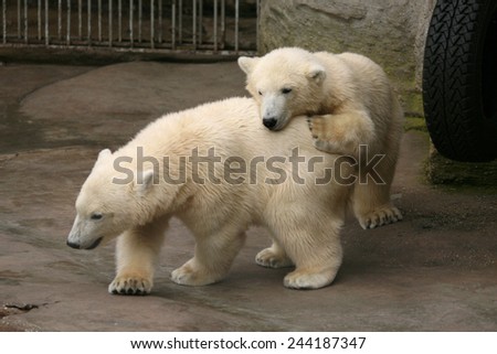 Two polar bear cubs (Ursus maritimus).