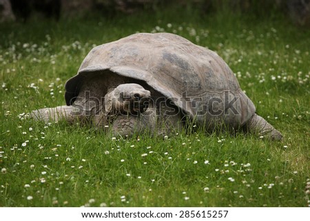 Santa Cruz Galapagos giant tortoise (Chelonoidis nigra porteri).