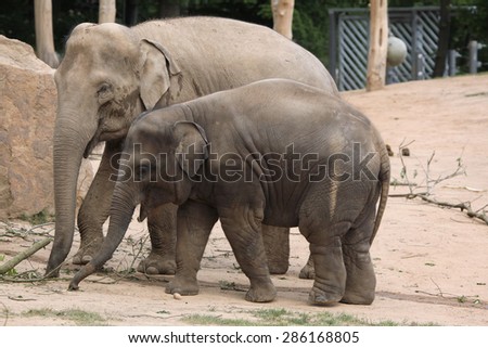 Indian elephant (Elephas maximus indicus) with elephant calf. Wildlife animals.
