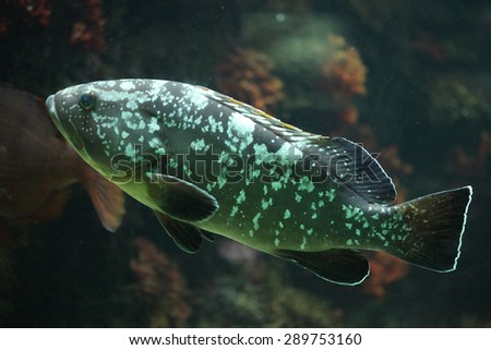 Tropical black and white spotted fish. Wildlife animal.