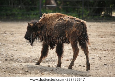American bison (Bison bison), also known as the American buffalo. Wildlife animal.