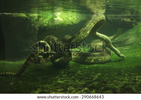 Green anaconda (Eunectes murinus) swimming underwater. Wildlife animal.