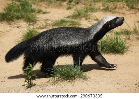 Honey badger (Mellivora capensis), also known as the ratel. Wildlife animal.
