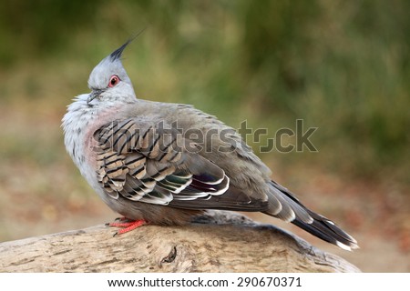 Crested pigeon (Ocyphaps lophotes), commonly called the atopknot pigeon. Wildlife animal.