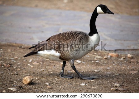 Canada goose (Branta canadensis). Wildlife animal.
