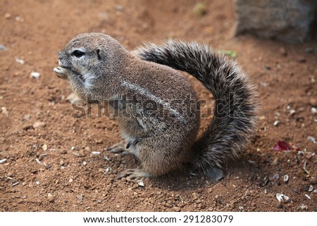 Cape ground squirrel (Xerus inauris). Wildlife animal.