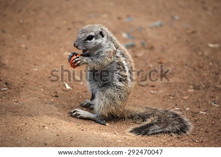Cape ground squirrel (Xerus inauris). Wildlife animal.