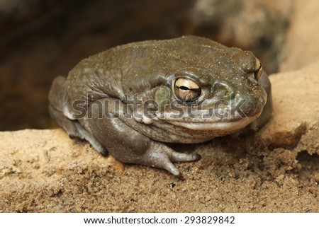 Colorado river toad (Incilius alvarius), also known as the Sonoran desert toad. Wild life animal.