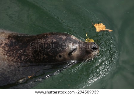 Harbor seal (Phoca vitulina), also known as the common seal. Wild life animal.